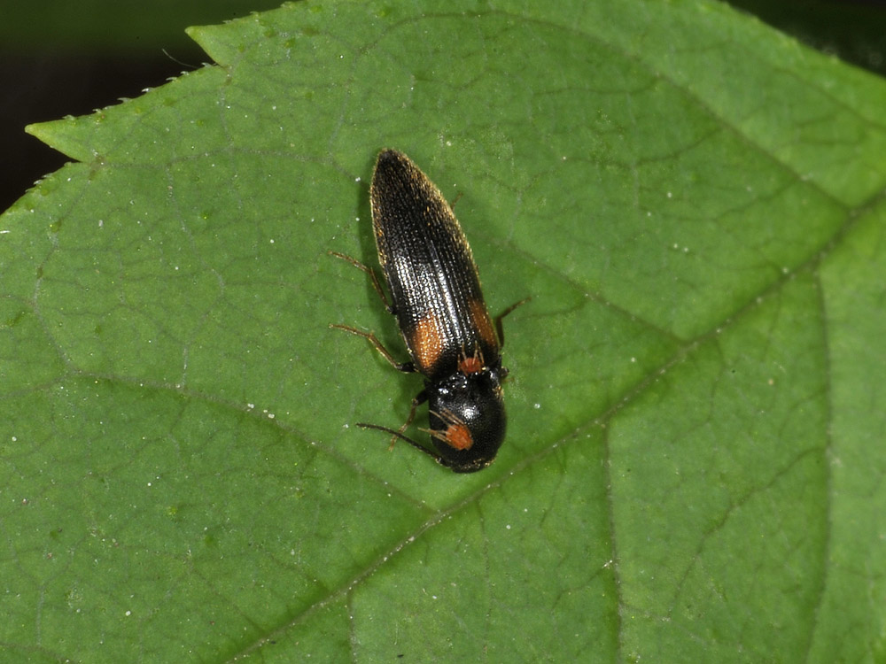 Elateridae n 5 - Idolus picipennis